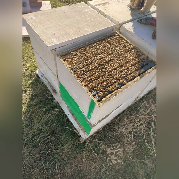 My Live Share Show Flyer!!! Join me When I Go Live!💛💛💛💛🍯🐝🐝🐝🍯🍯🍯 - Picture 4 of 4